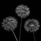 Dandelion flowers over black background Art Print