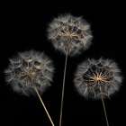 Dandelion flowers over black background Art Print
