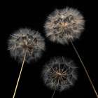 Dandelion flowers over black background Art Print