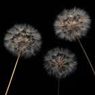 Dandelion flowers over black background Art Print