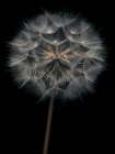 Dandelion flower over black background Art Print