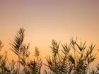 Reeds Art Print