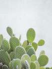 Cactus plant Art Print
