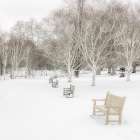 Hyde Park during winter, London, UK Art Print