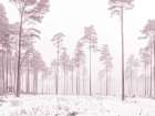 Snowy forest in winter Art Print