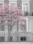 Magnolia tree outside house in London Art Print