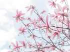 Magnolias against sky Art Print
