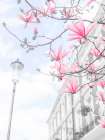 Magnolia flowers Art Print