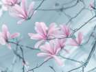 Magnolia flowers Art Print