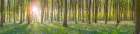Sun rays through trees Art Print