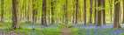 Pathway through forest Art Print