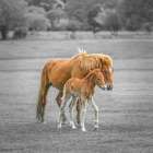Horse with Foal Art Print