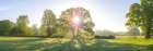 Sun shining through trees in New Forest, Hampshire, UK Art Print