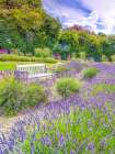 Lavender field Art Print