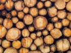 Wood logs Art Print