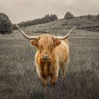 Highland Cow Art Print