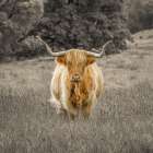 Highland Cow Art Print