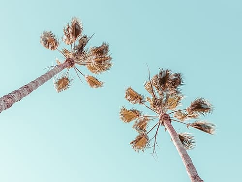Palm trees Beach Print