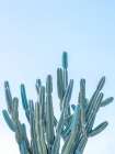 Cactus Art Print