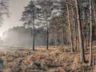 Misty forest Art Print