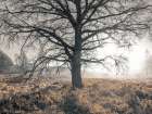 Misty forest Art Print