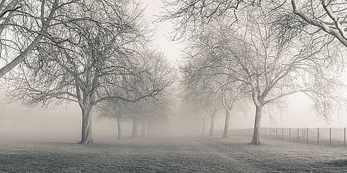Pathway through trees Landscape Print