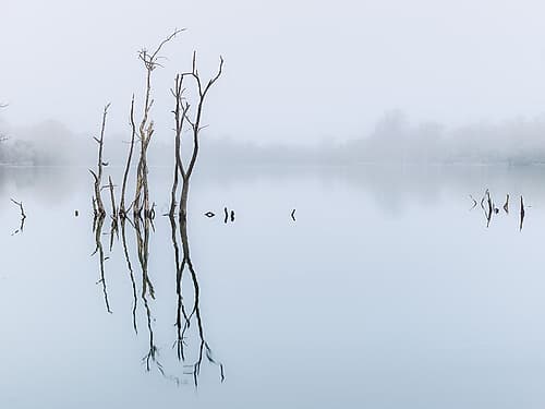 Branches in lake, reflection Art Print