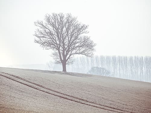 Trees on a hill Landscape Print