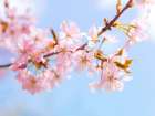 Blossoms Art Print