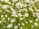 Daisy flowers Art Print