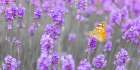 Butterfly Lavender flowers Art Print