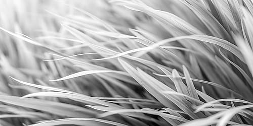 Flowing Grass Art Print