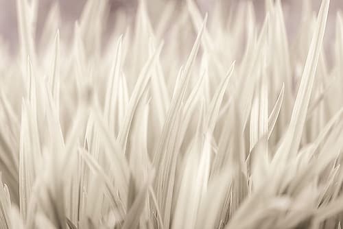 Grass Art Print
