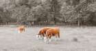 Cows in the field Art Print