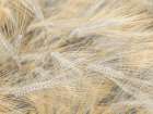 Wheat field Art Print
