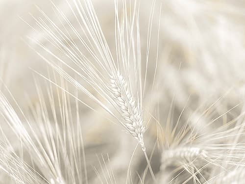 Wheat close-up Art Print