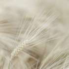 Wheat close-up Art Print