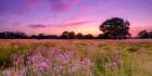 Sunset over meadow Art Print