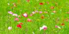 Meadow flowers Art Print