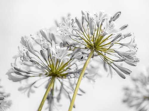 African Lily flowers Art Print