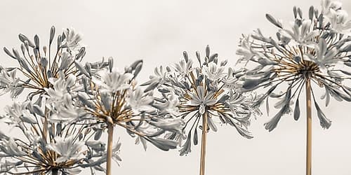 African Lily flowers Art Print