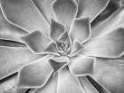 Succulent plant Art Print