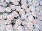 Full frame of Roses Art Print