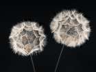 Dandelion Clock on black background Art Print