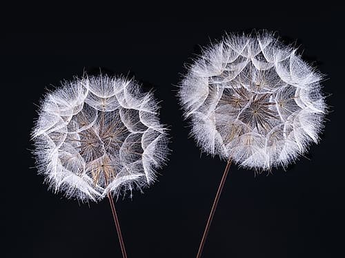 Dandelion Clock on black background Art Print