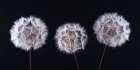 Dandelion Clock on black background Art Print