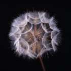 Dandelion Clock on black background Art Print