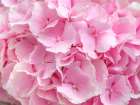 Hydrangea flower bouquet Art Print
