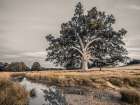 Single tree in a meadow Art Print