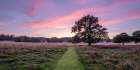 Pathway through meadow Art Print